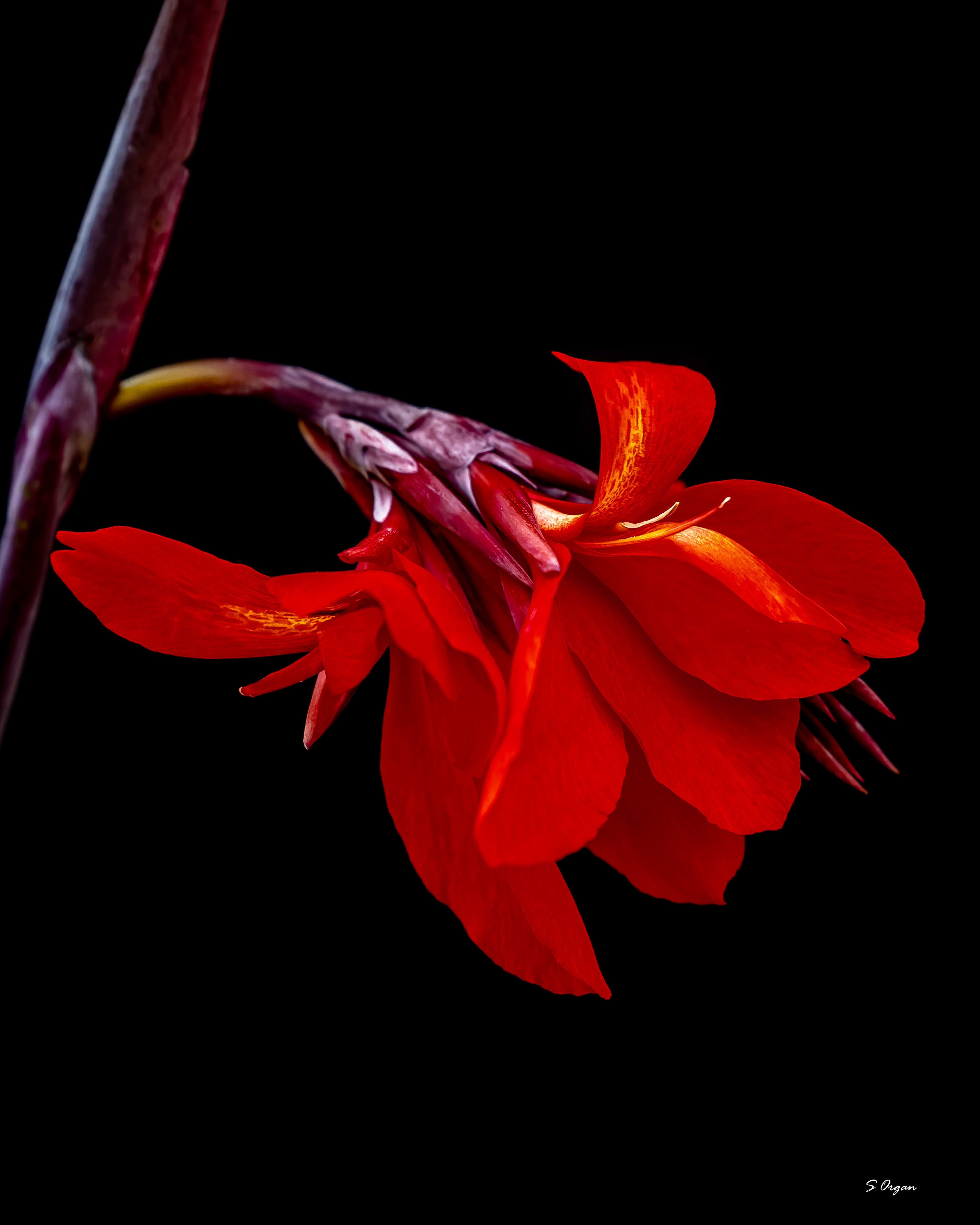 Natures beauty