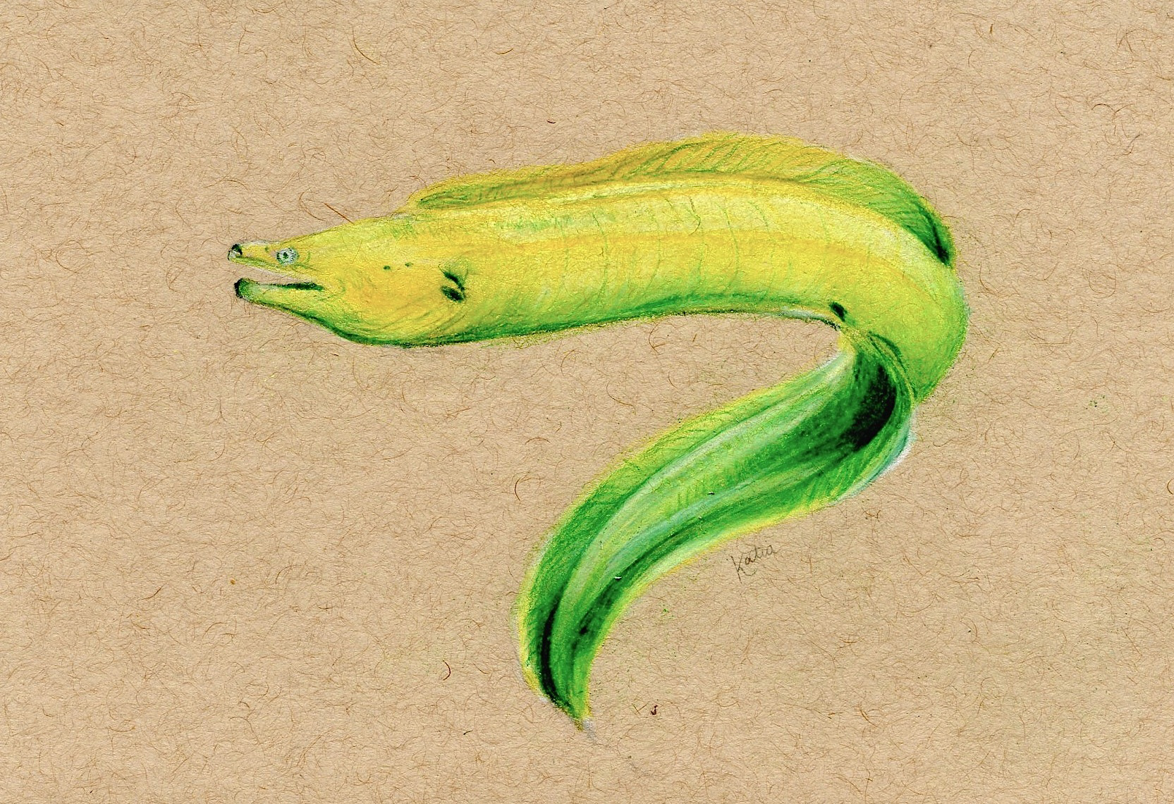Eel, Pencil Crayon on Toned Paper