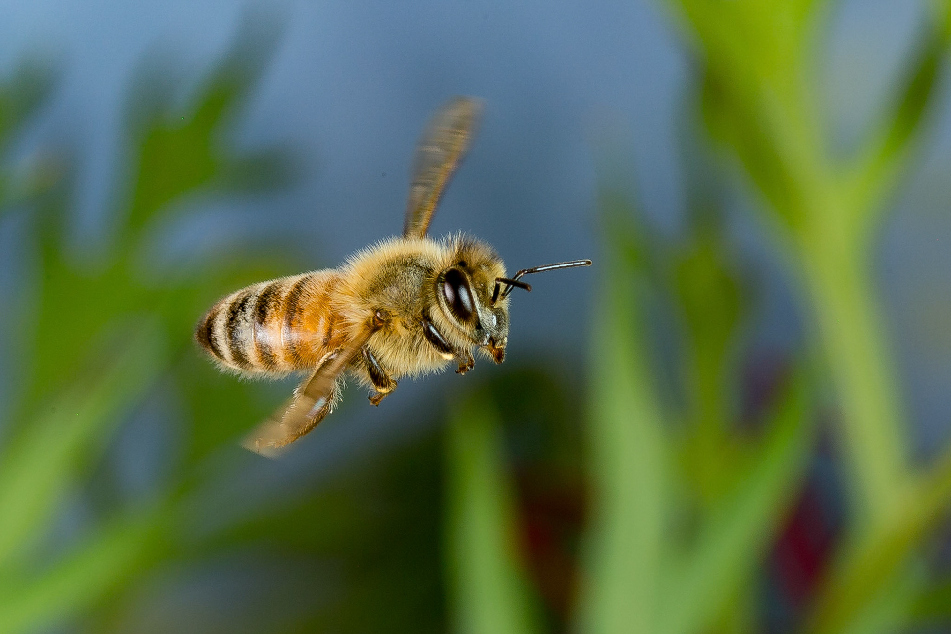 Bee in flight taken with Cognisys Insect Rig