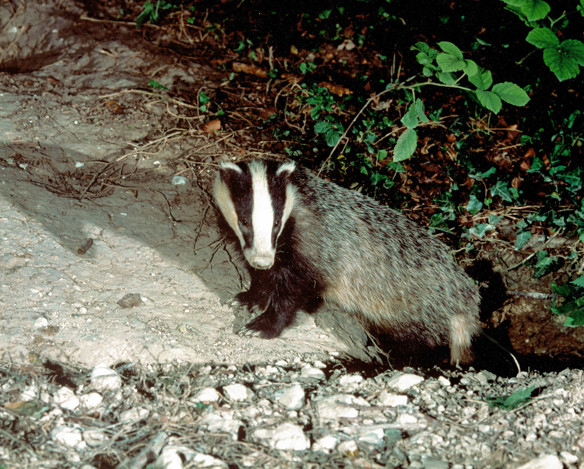 My first ever camera trap shot. Eurasian badger, Hasselblad 503 ELX, Metz flashes and homemade beam trigger. 1989.