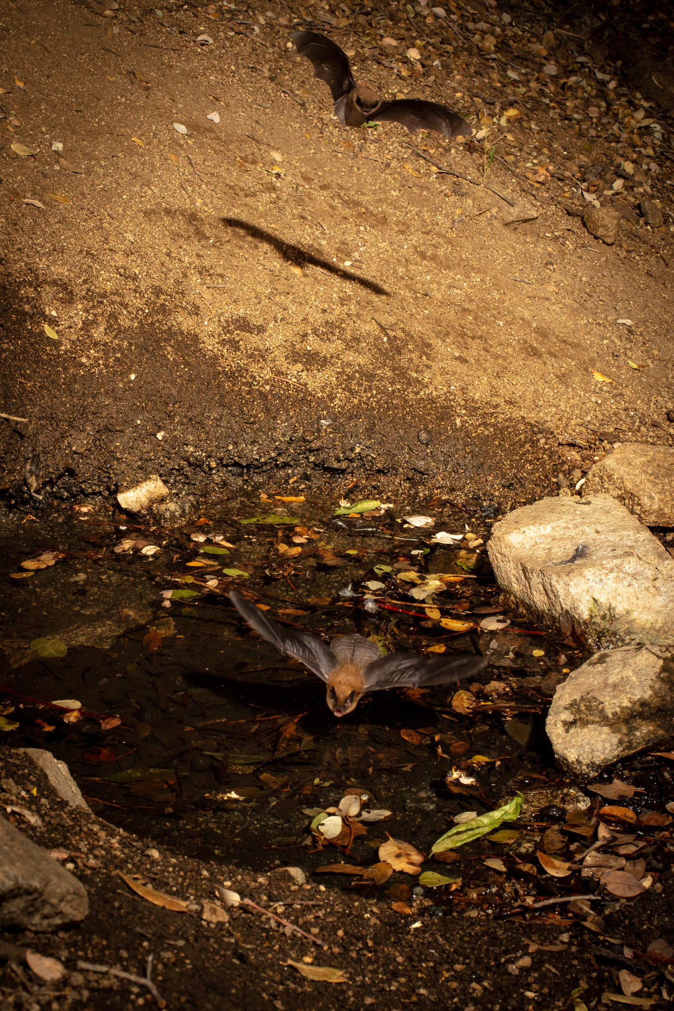 Two bats over spring, Antelope Valley, CA