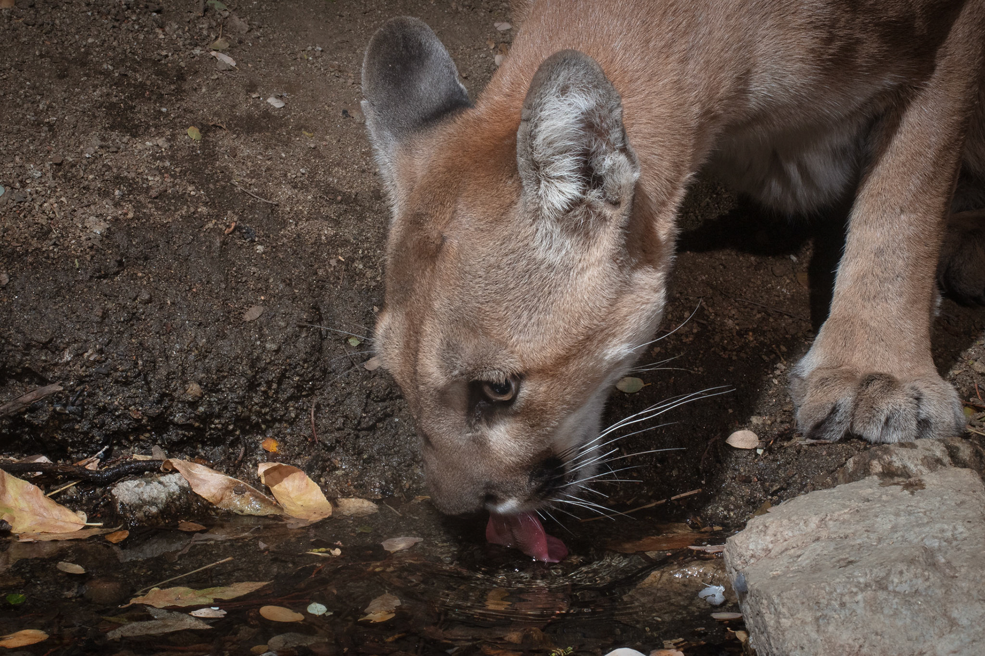 I will never tire of caturing images of beautiful mountain lions drinking fresh water.