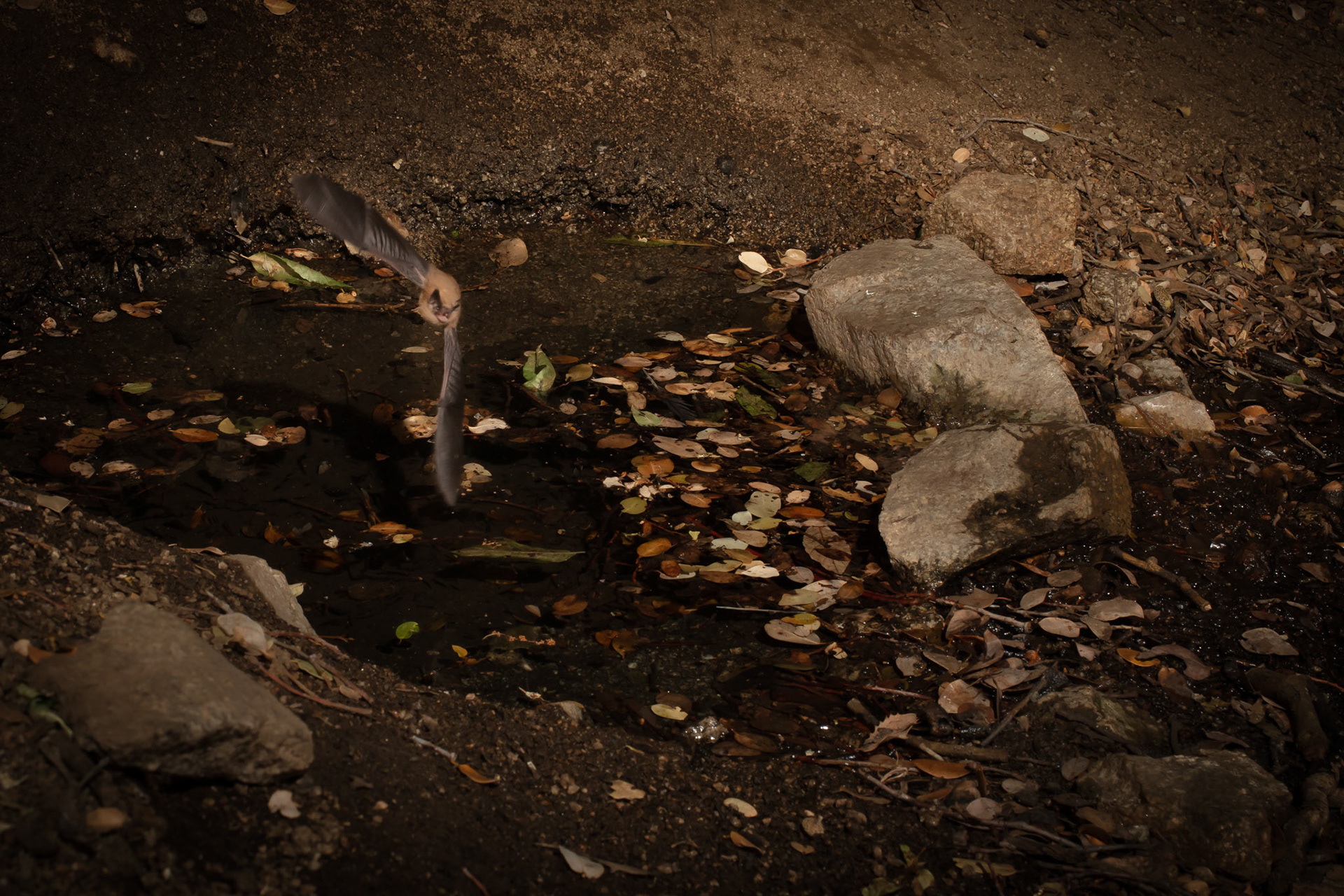 Brown bat over waterhole, Antelope Valley, CA. Camera trap actually set up for mountain lions...