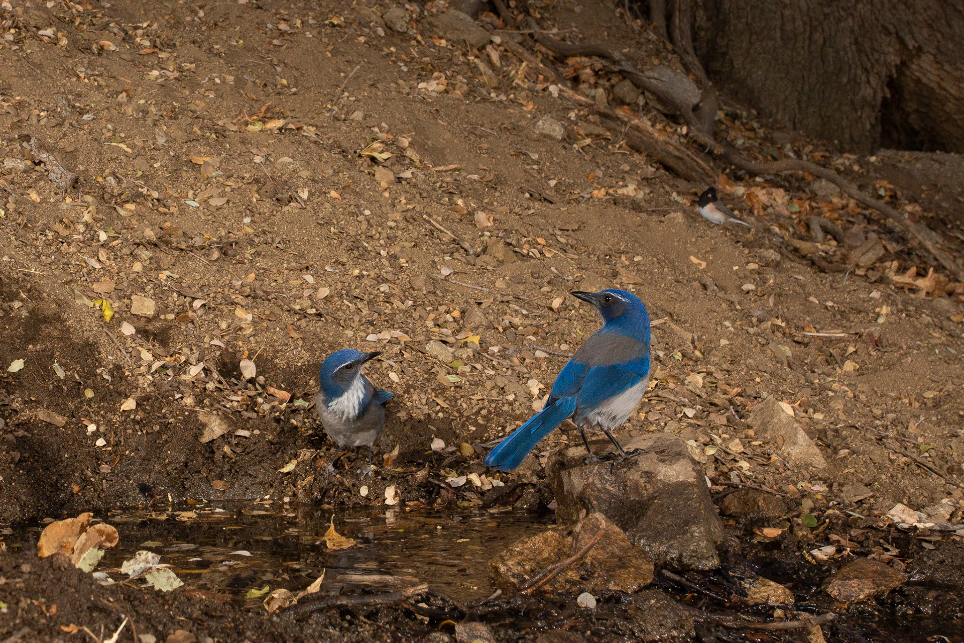 Western Scrub Jays at Spring