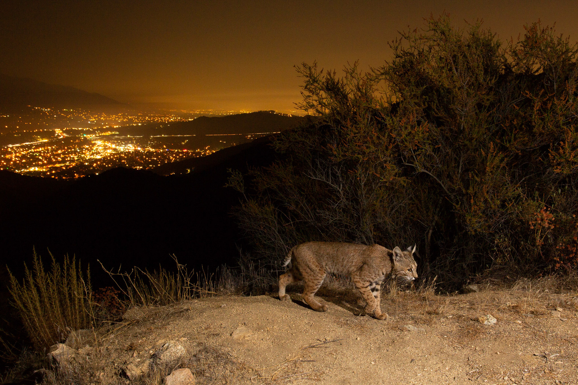 Bobcat, Glendale, Los Angeles, CA. Cognisys Scout trigger.