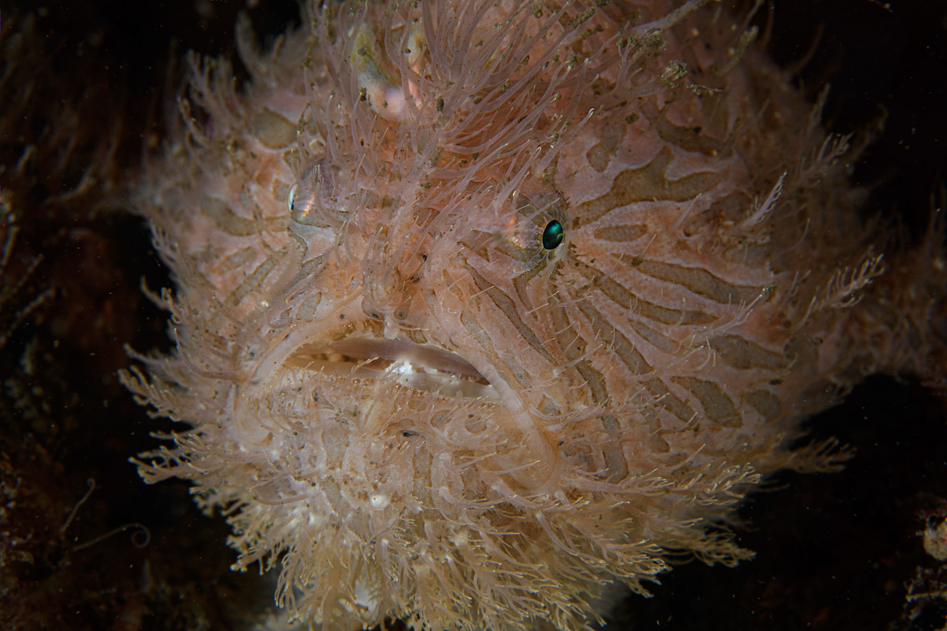 Striate anglerfish (aka hairy frogfish), Sydney