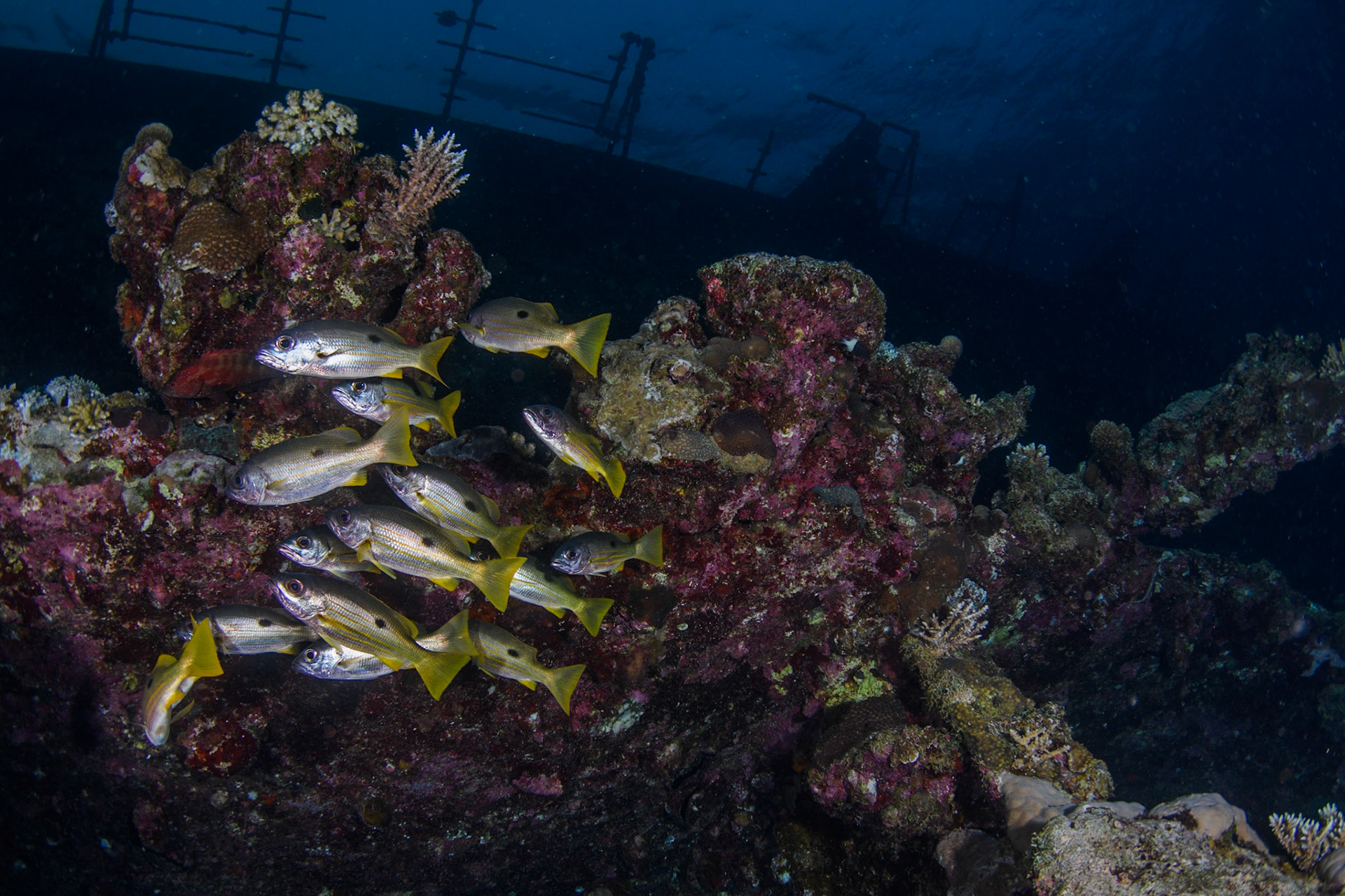 Snappers at dusk, Umbria wreck, Sudan