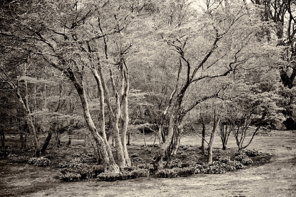 Paul Richardson, Japanese Maples, Framed Photo, 11" x 17", Price: $250