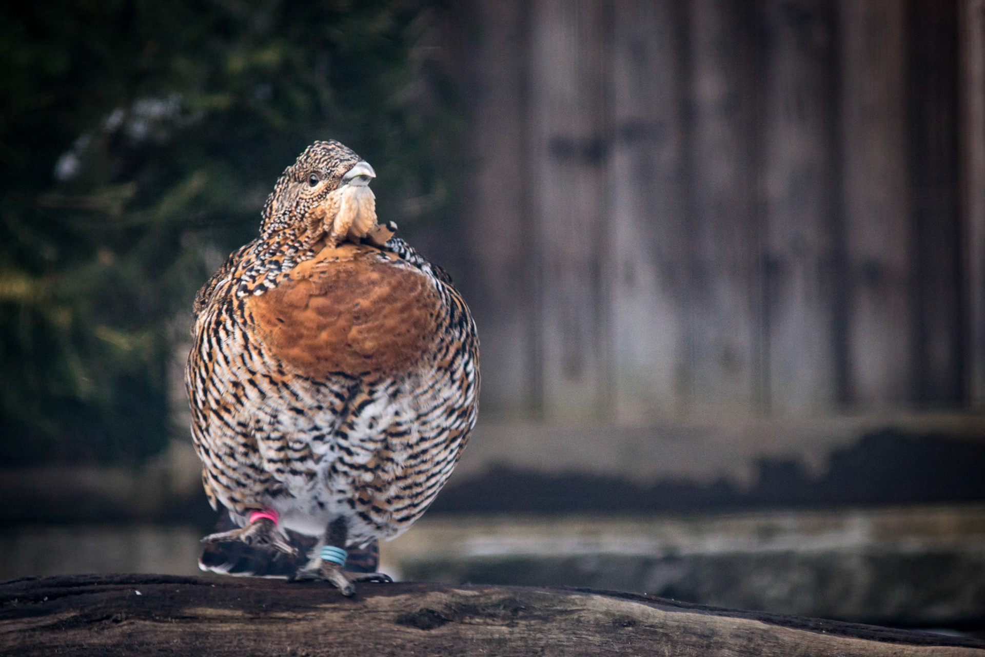 Sony ILCA-77M2 | 70-210mm F4 @ ISO 1000 | 150 mm | f/4 | 1/250 s