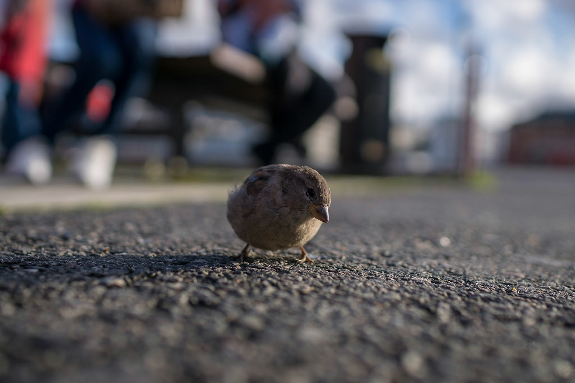 Sony ILCA-77M2 | DT 30mm F1.4 @ ISO 100 | 30 mm | f/2.5 | 1/1600 s