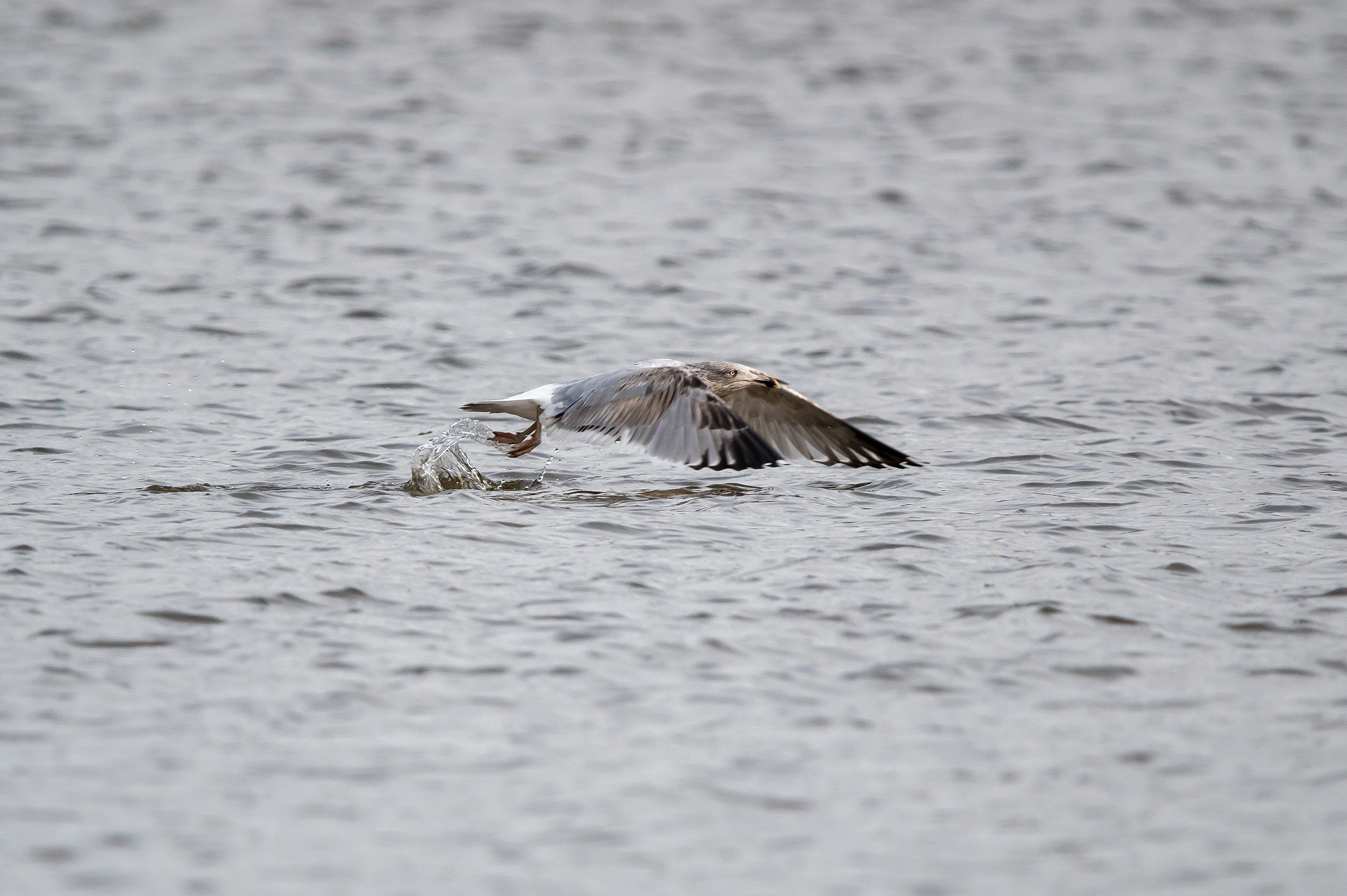 Seagull