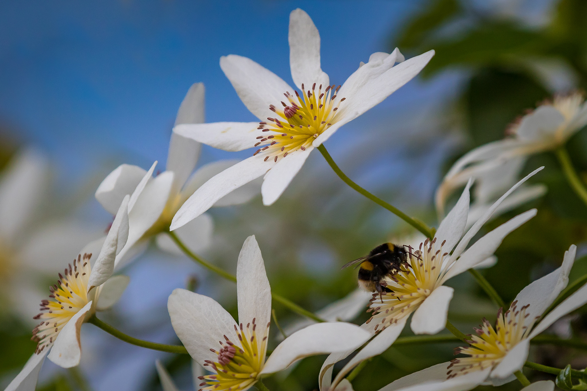 Puawānanga (Clematis Paniculata)