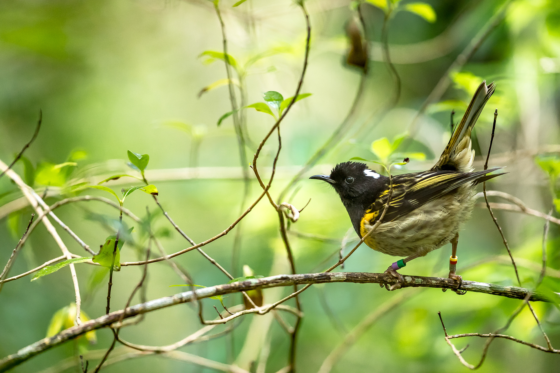 Hīhī (Stitchbird)