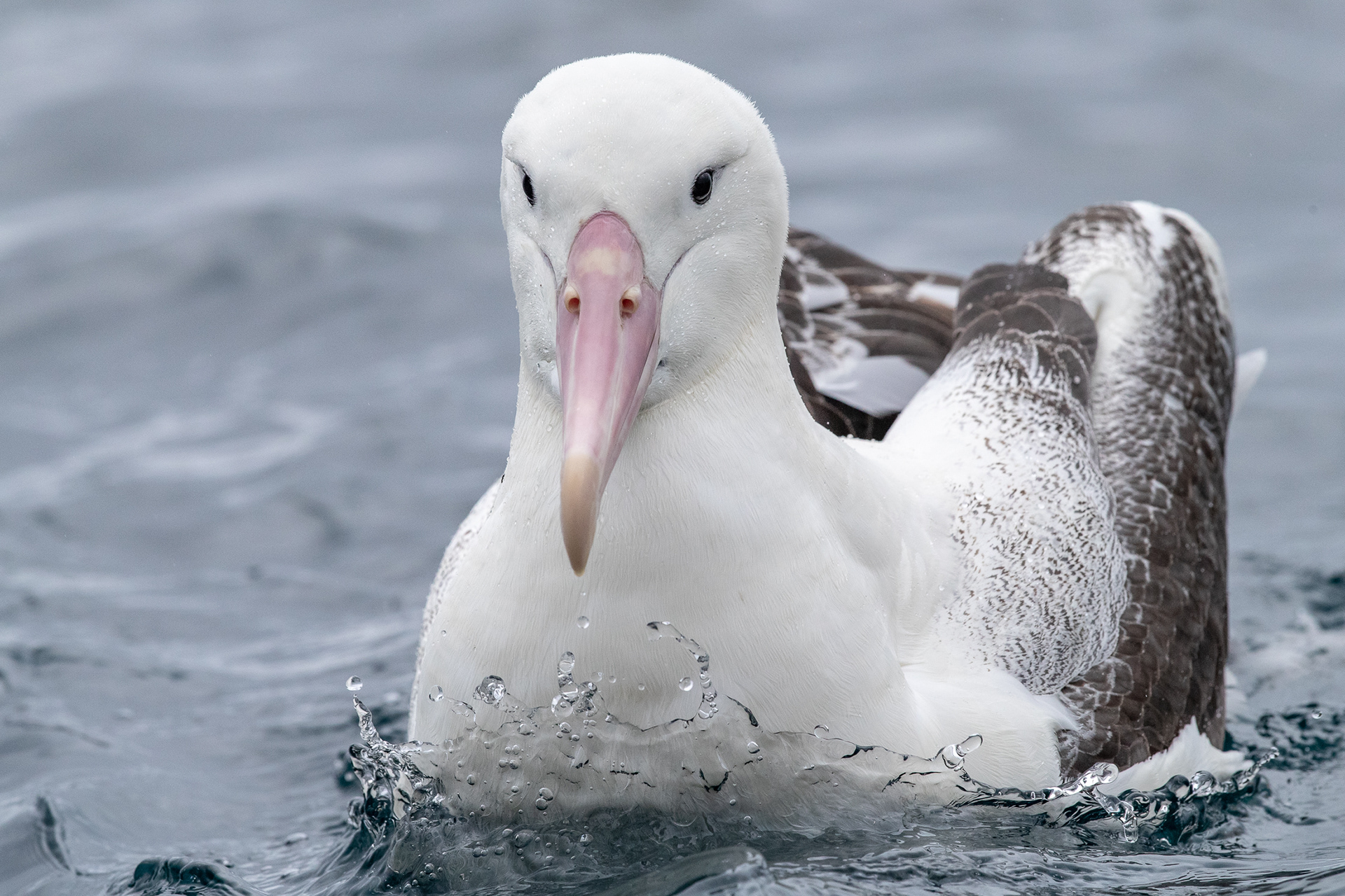 Southern Royal Albatross