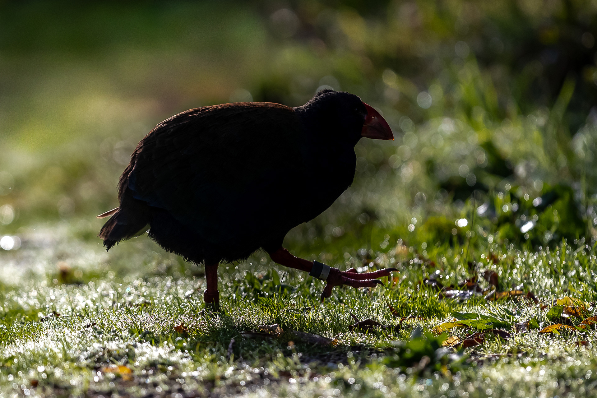 Takahē