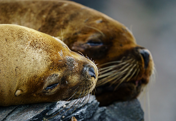 Ander Fotógrafo Isla de Choros y Punta de Choros Chile