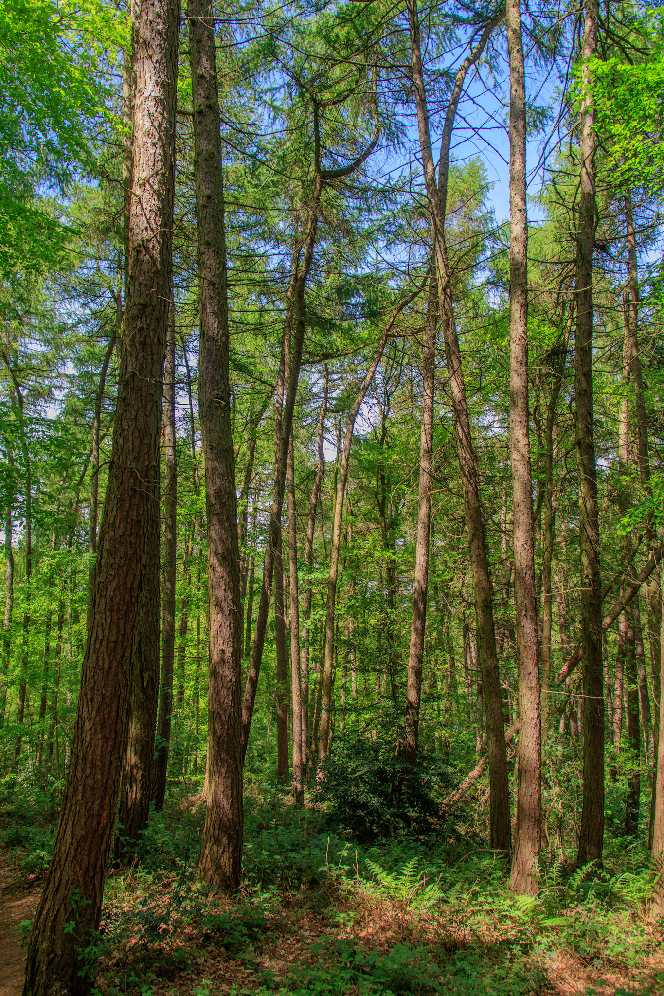 Nigel King Photography Loughborough Outwoods