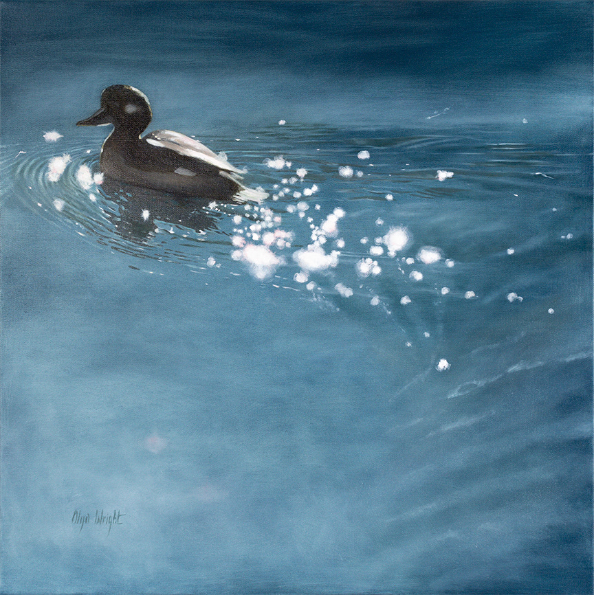"Bufflehead in a Shine" / Oil on Canvas / 24" x 24" / Available