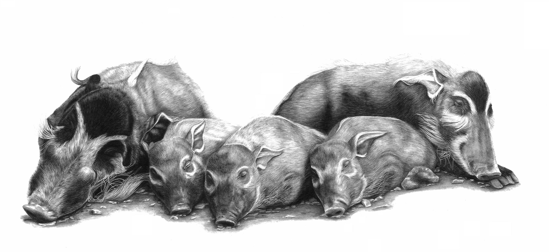 Red River Hogs - graphite (commissioned)