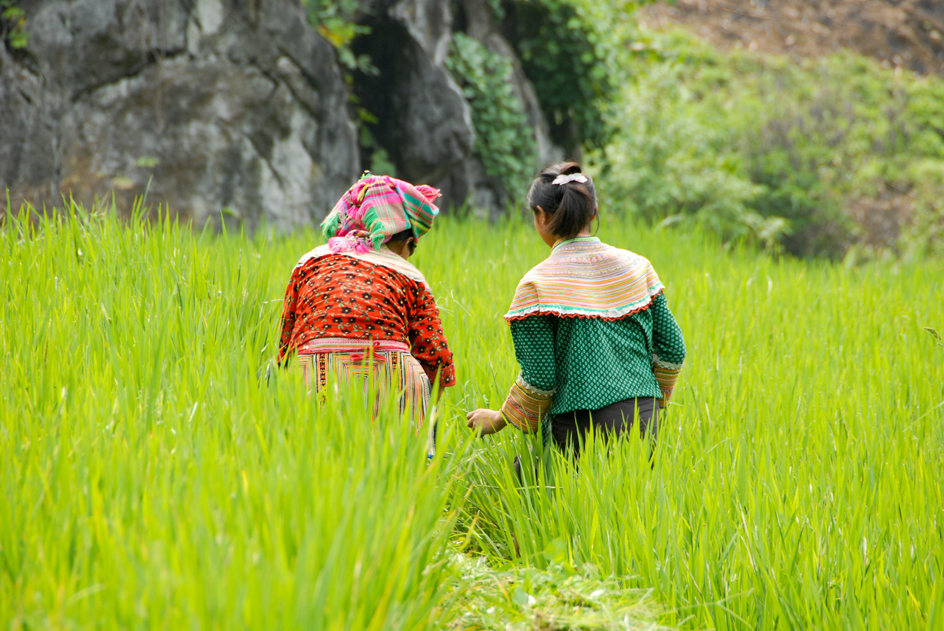 Farming in Vietnam