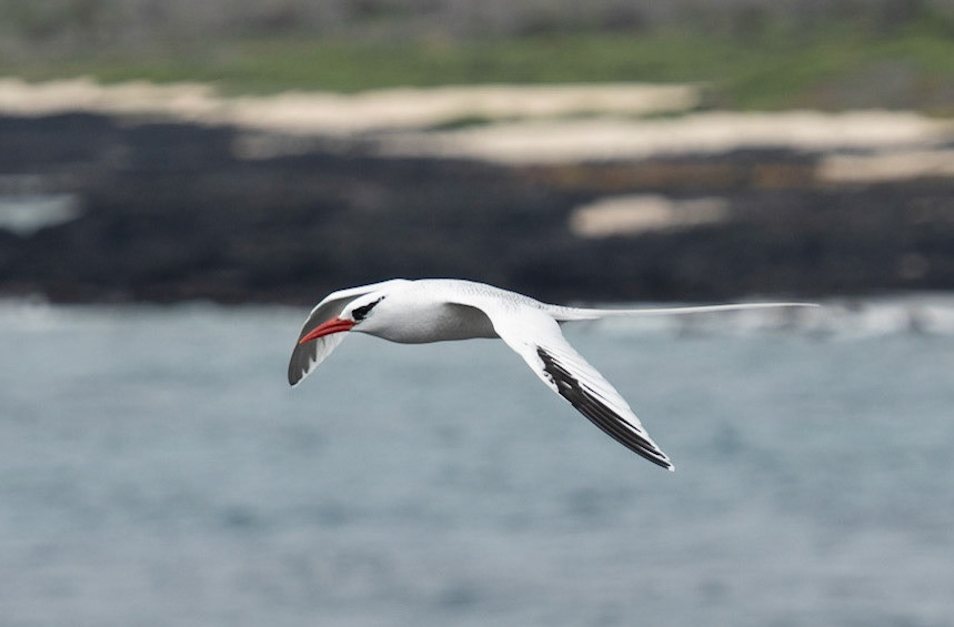 Red-billed Tropicbird, Galapagos