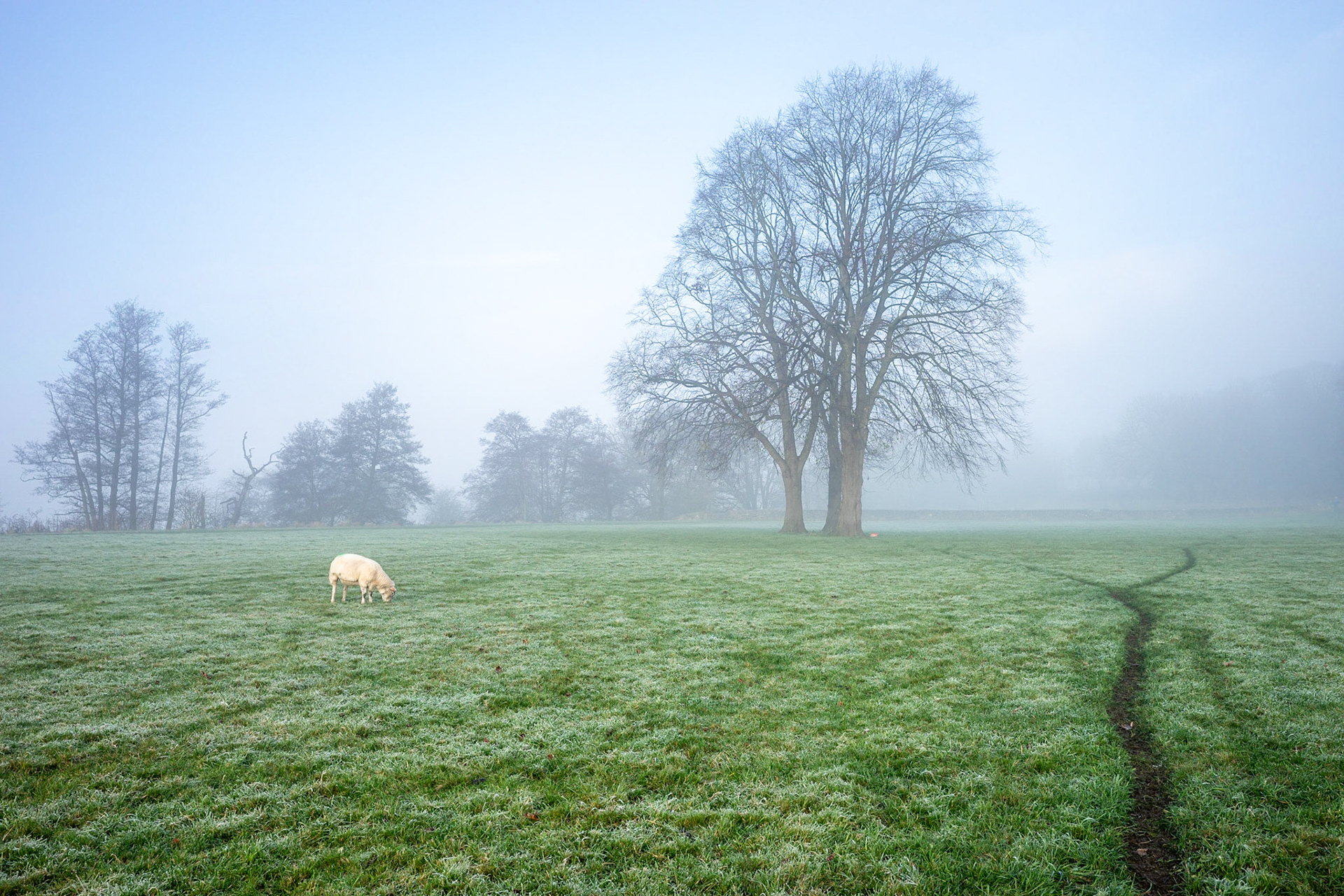 Solitary Sheep