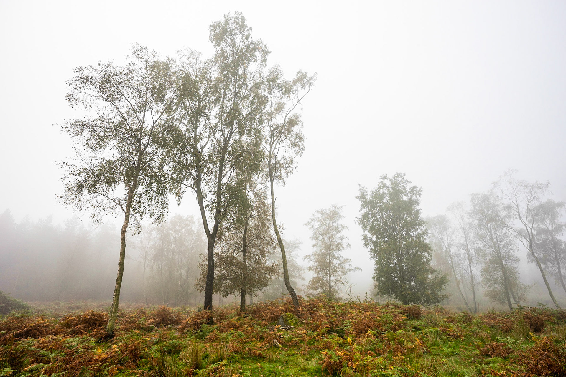 Birch in Mist