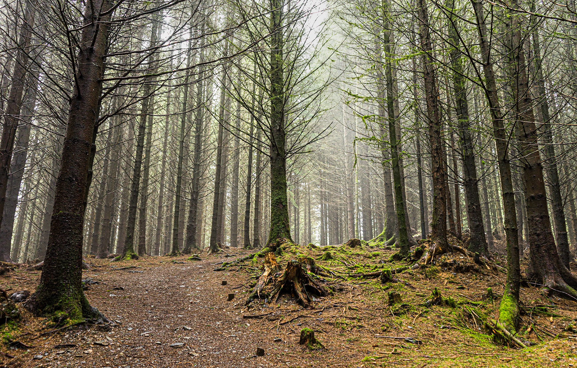 Whinlatter Forest