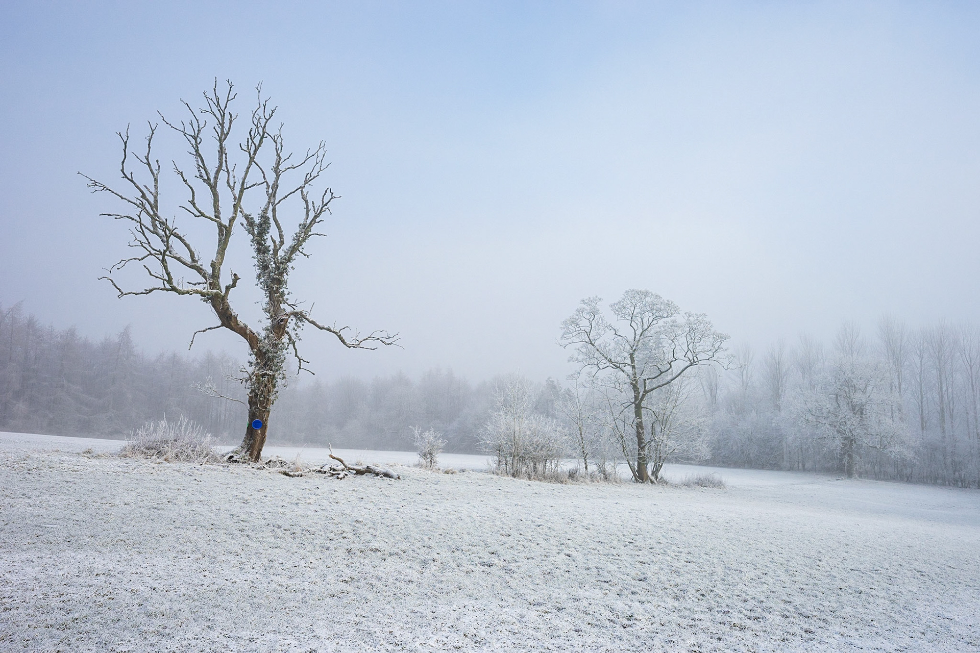 Depleted Hedgerow