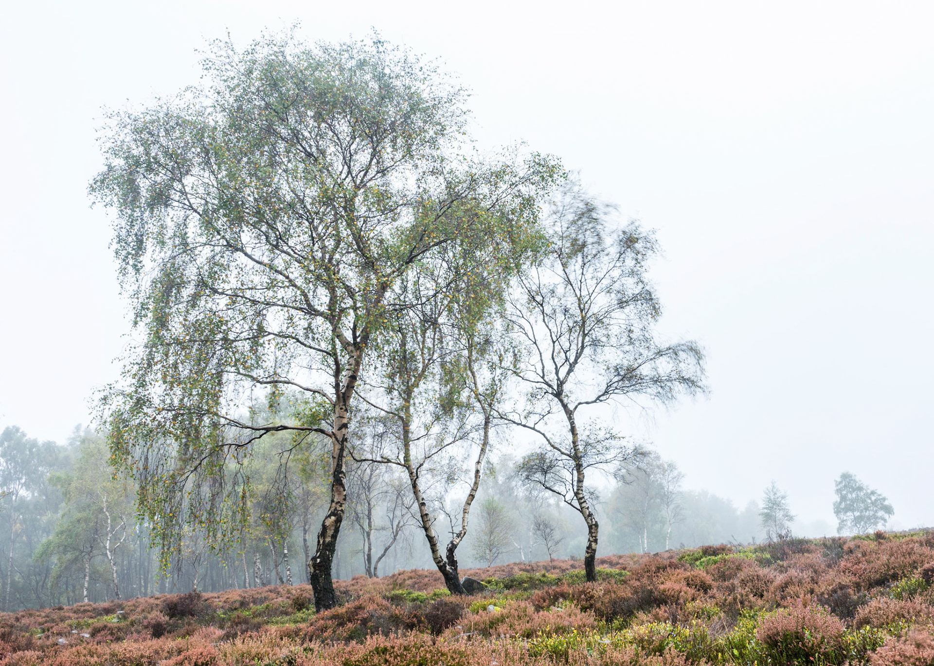 Birch and Heather