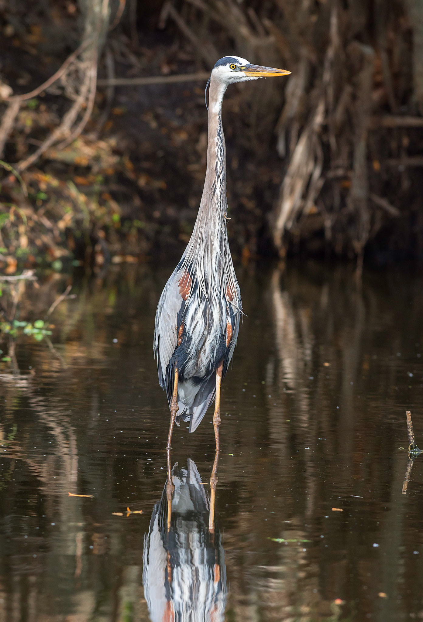 Great Blue Heron1