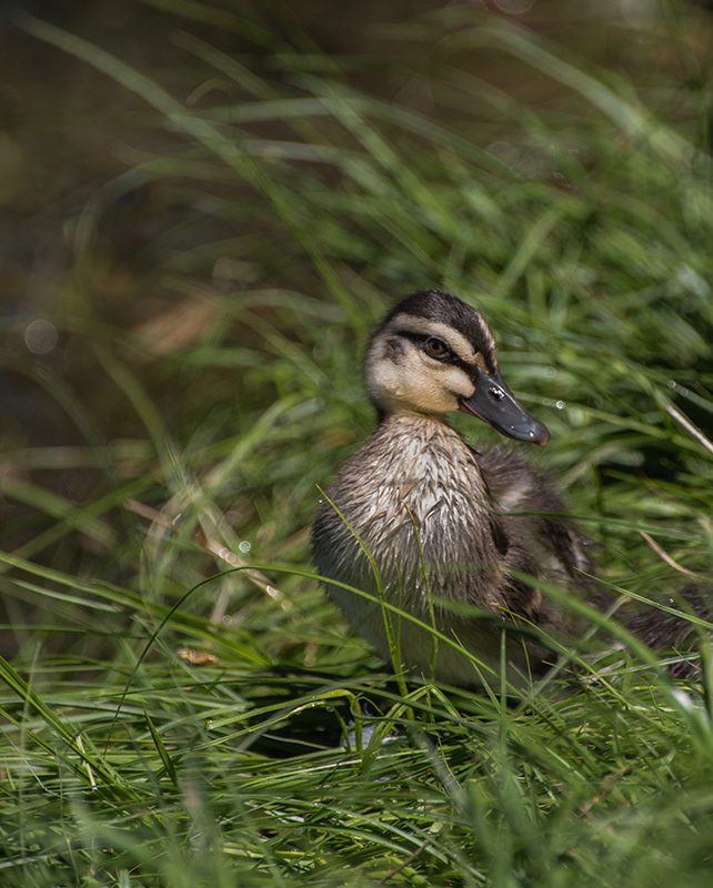 Peter Murrowood Pacific Black Duck Duckling