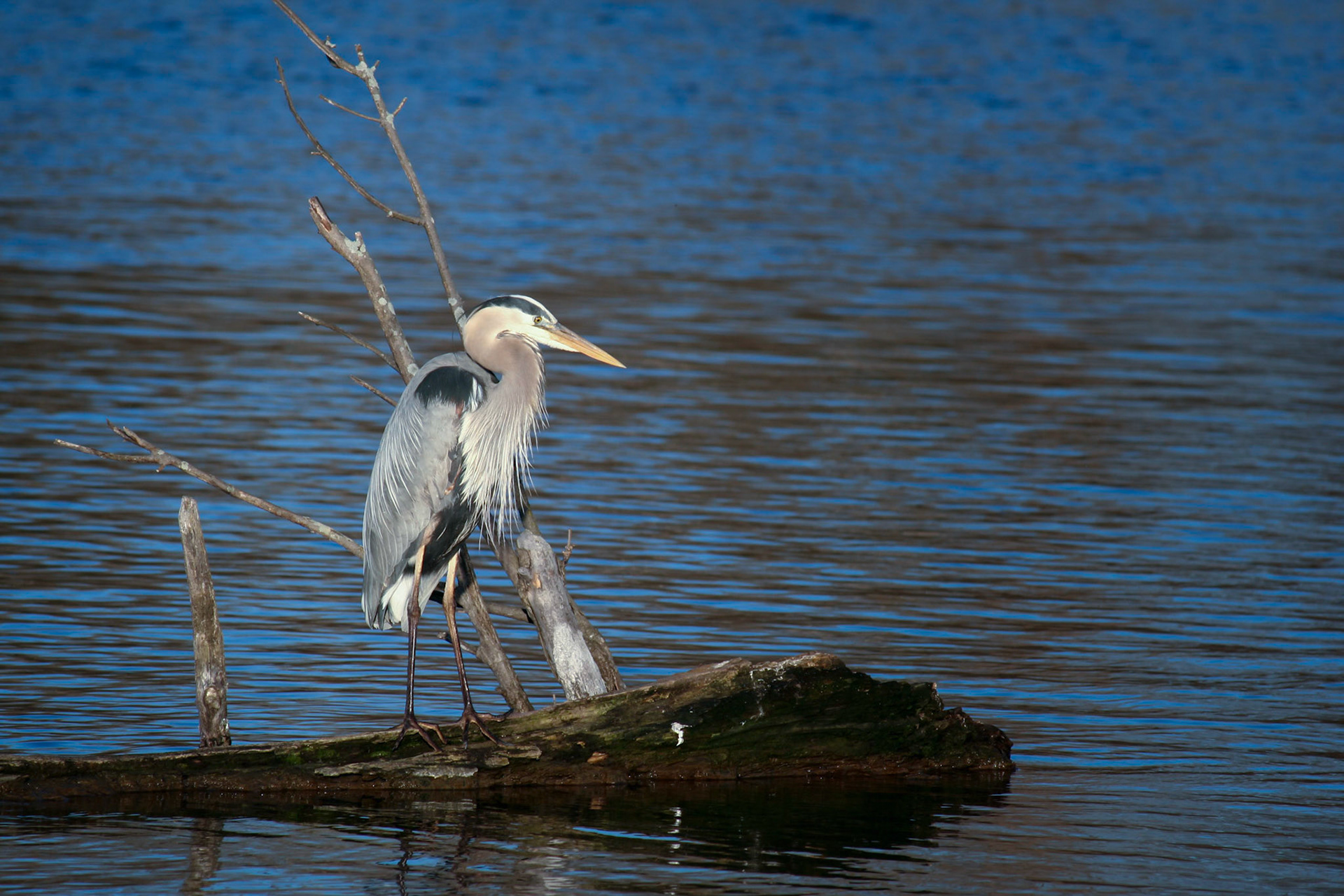 Blue Heron on log surrounded by blue water