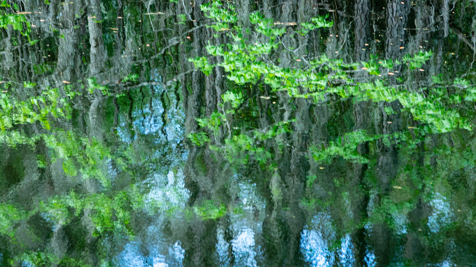Nature's Watercolor