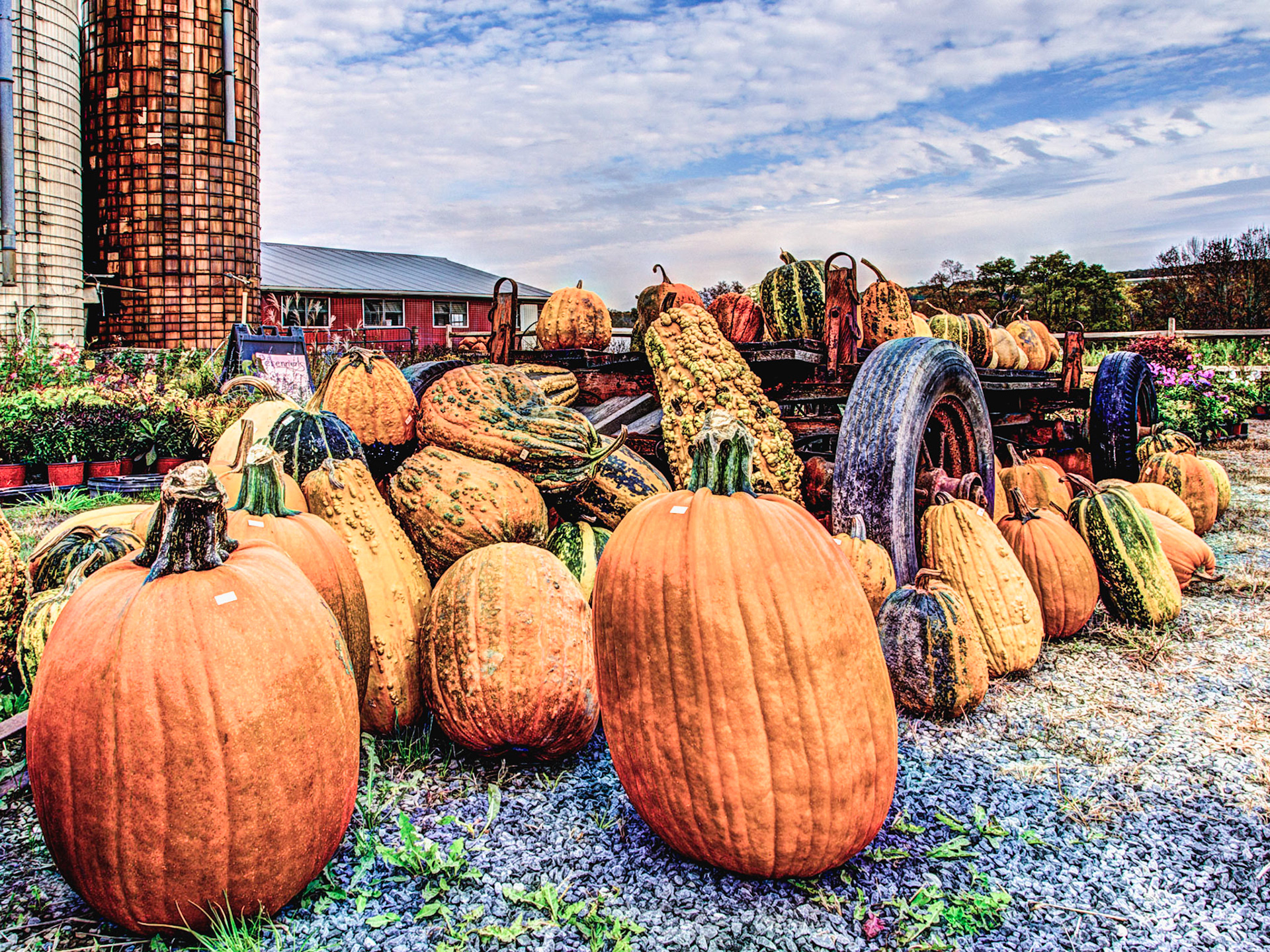 Gourds