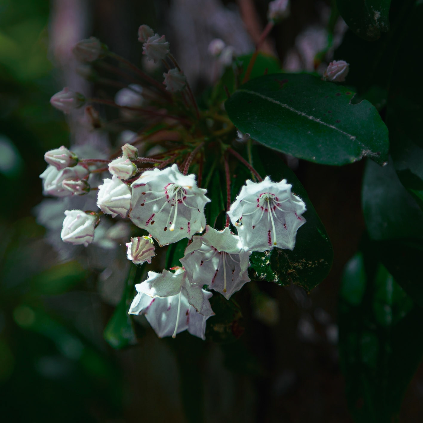 Delicate Spring