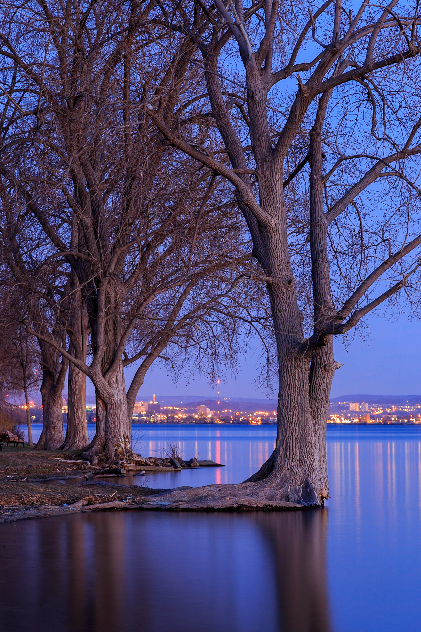 Bare trees silhouette city lights on lakes edge