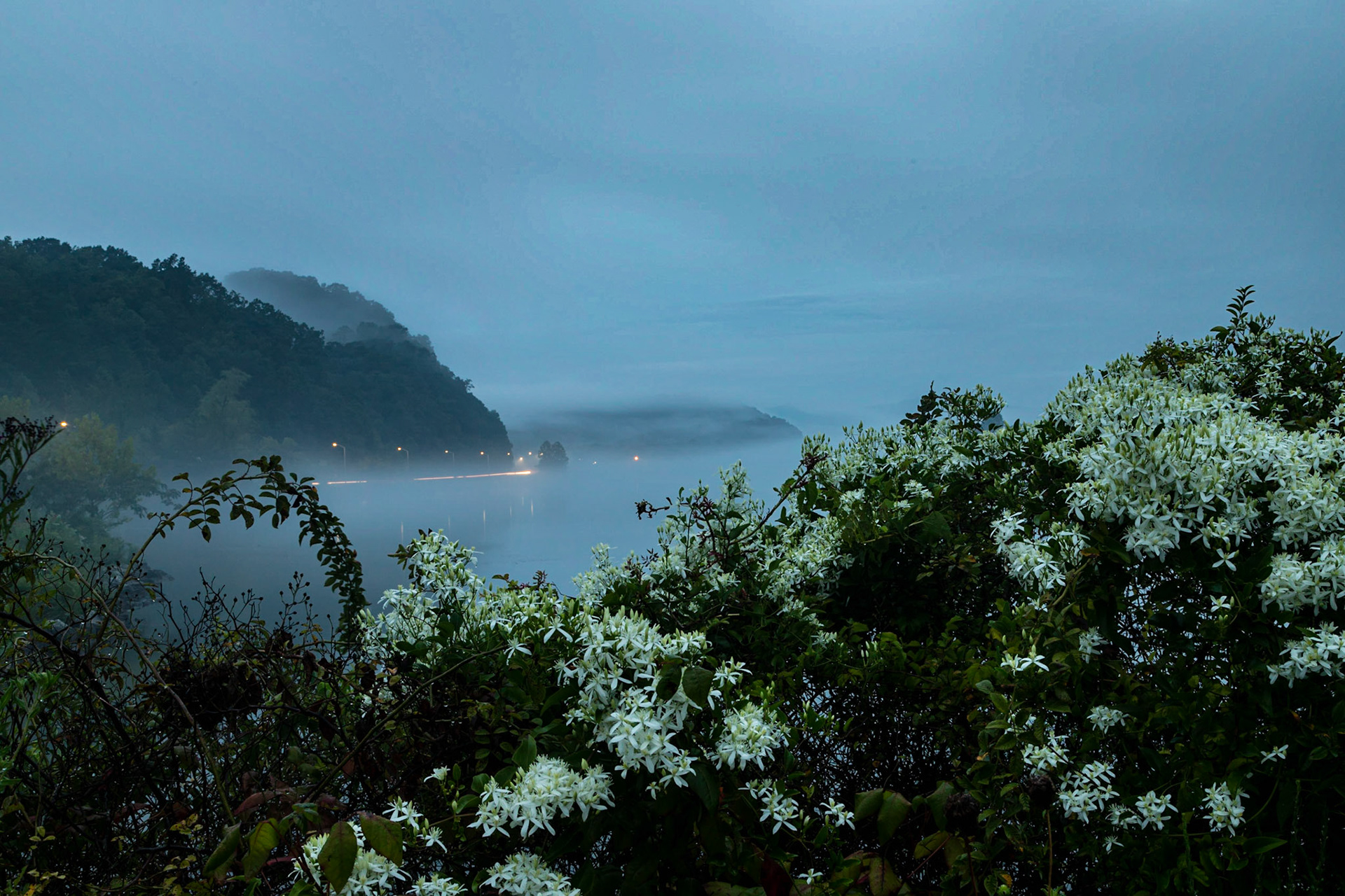 Flowers in the Early Morning at the Cinch River