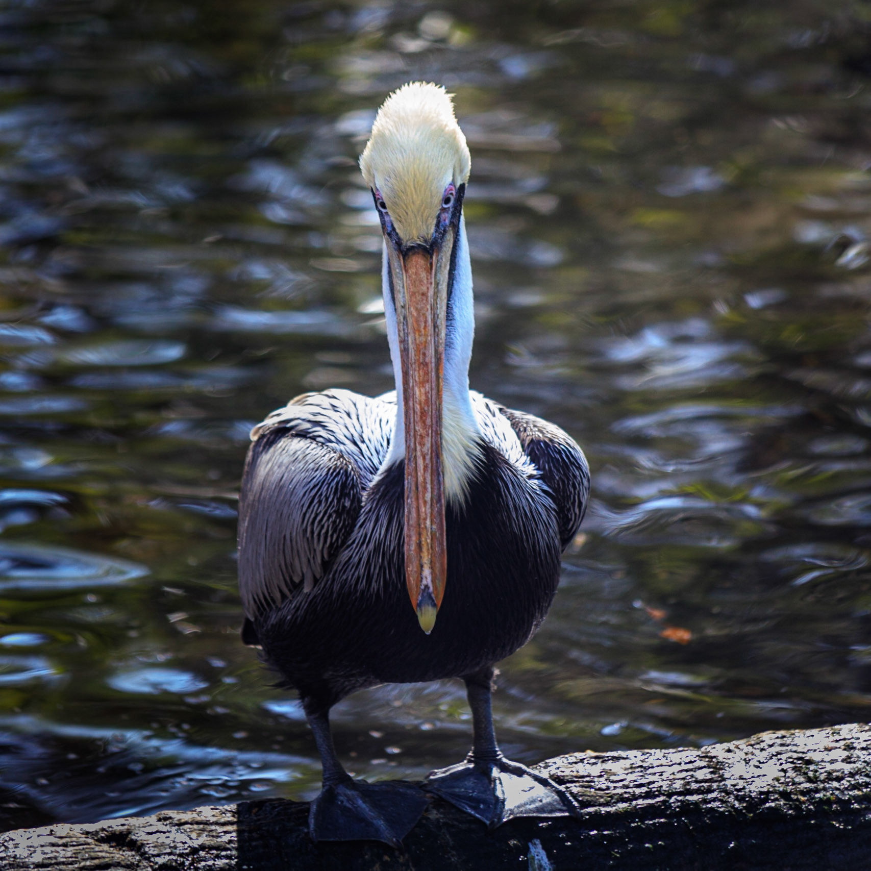 That's Mr. Pelican to You