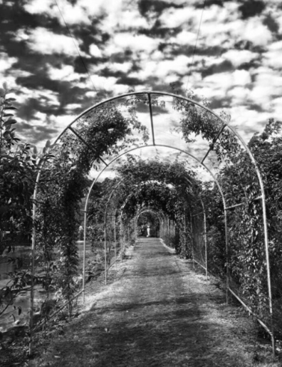 Maleny Botanical