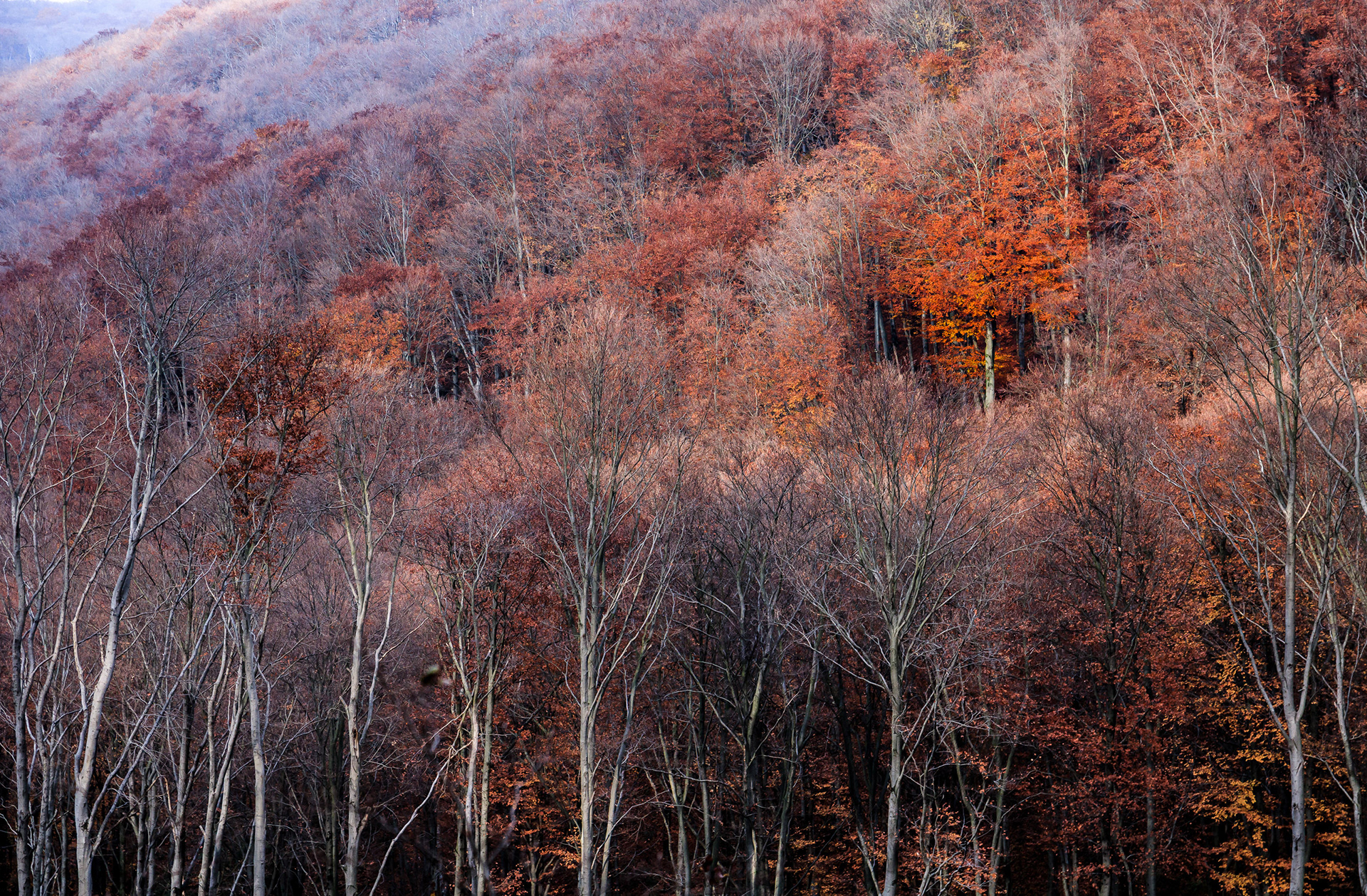 2017 - Bakony - W Hungary