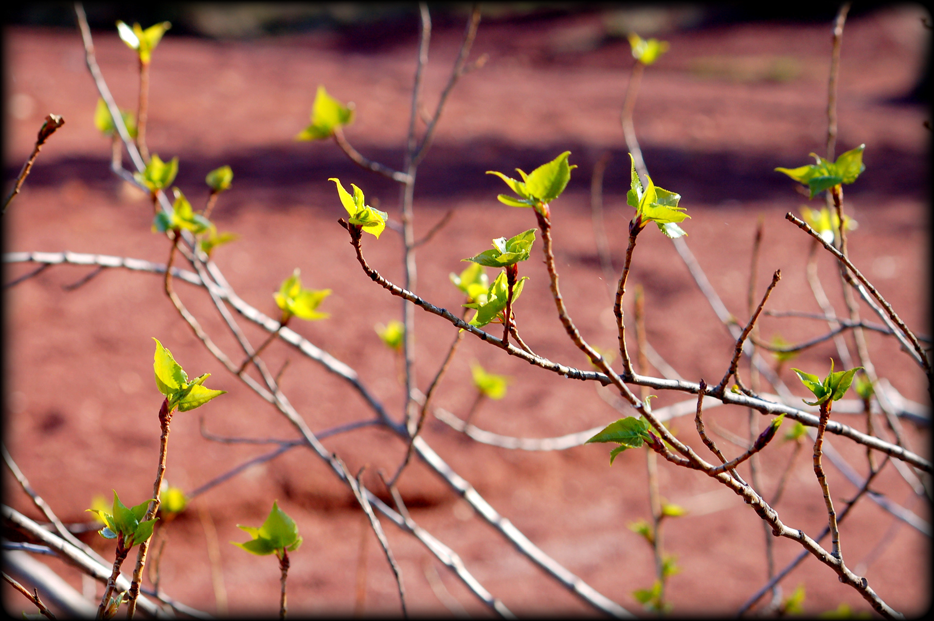Printemps au lac du Salagou - Hérault