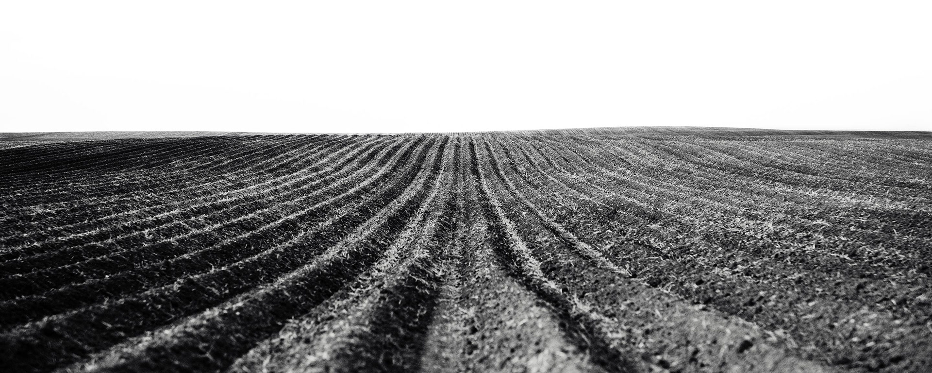 The Field