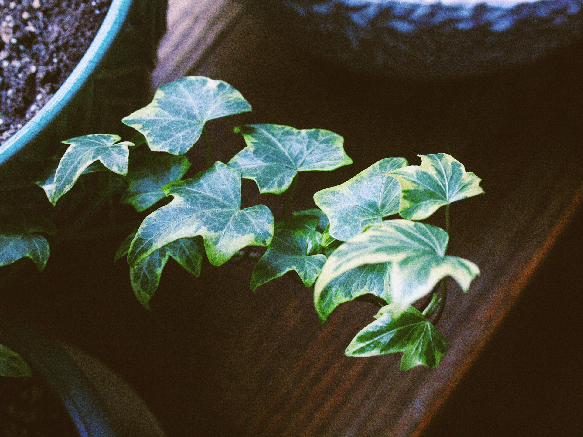 From my Instagram: a houseplant