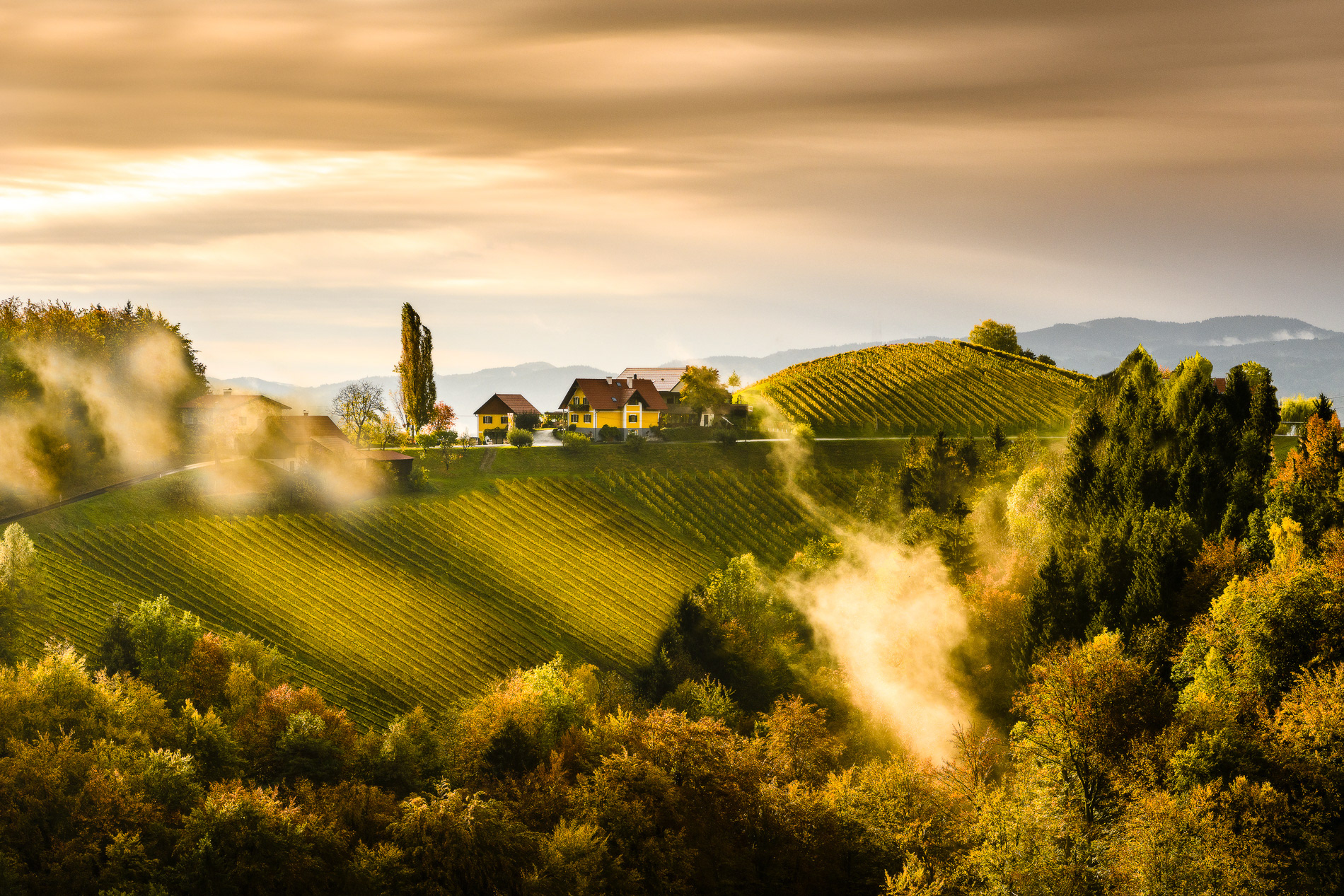 Weingut | Adam Lieleg