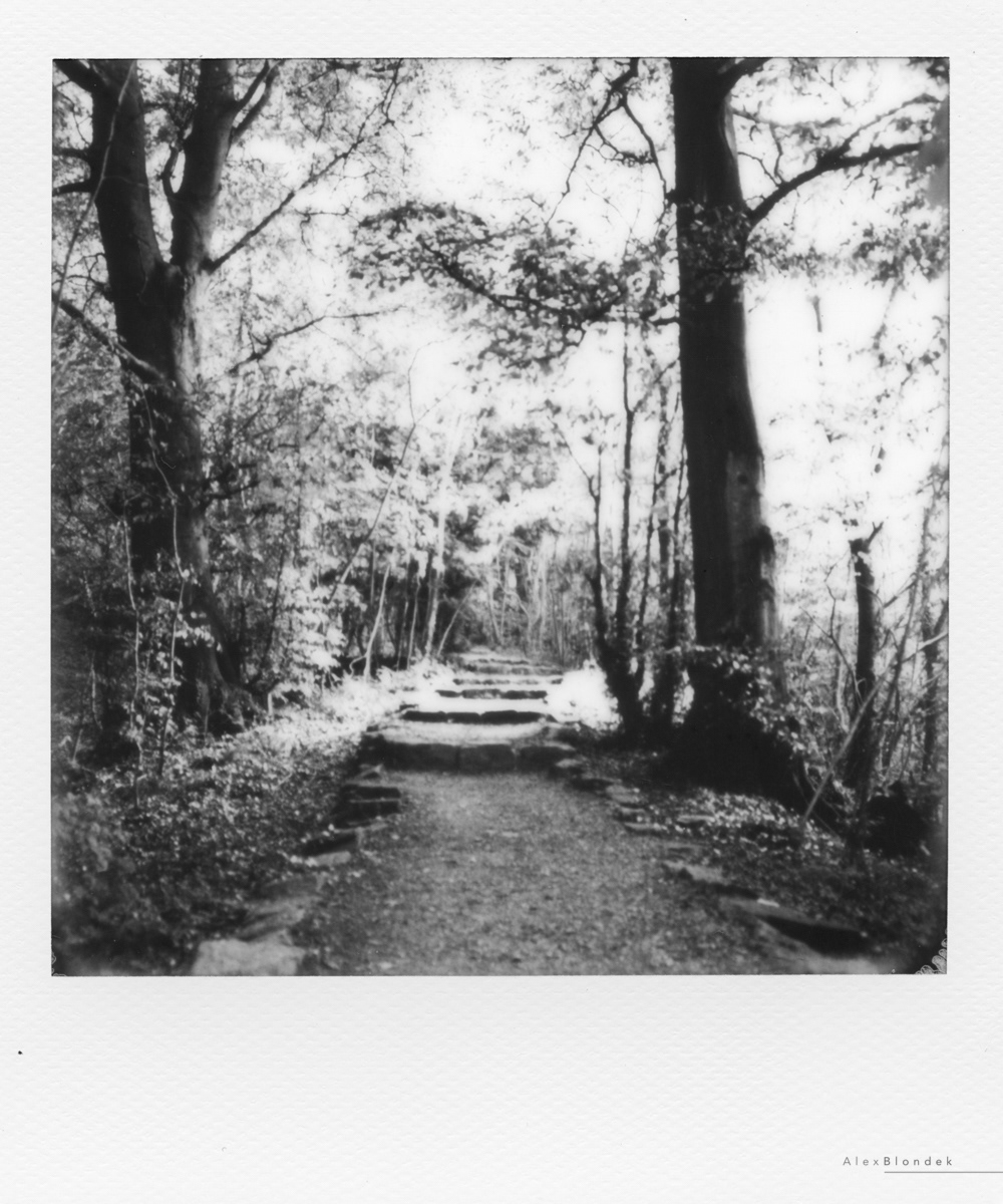 Woodland Steps - SX-70