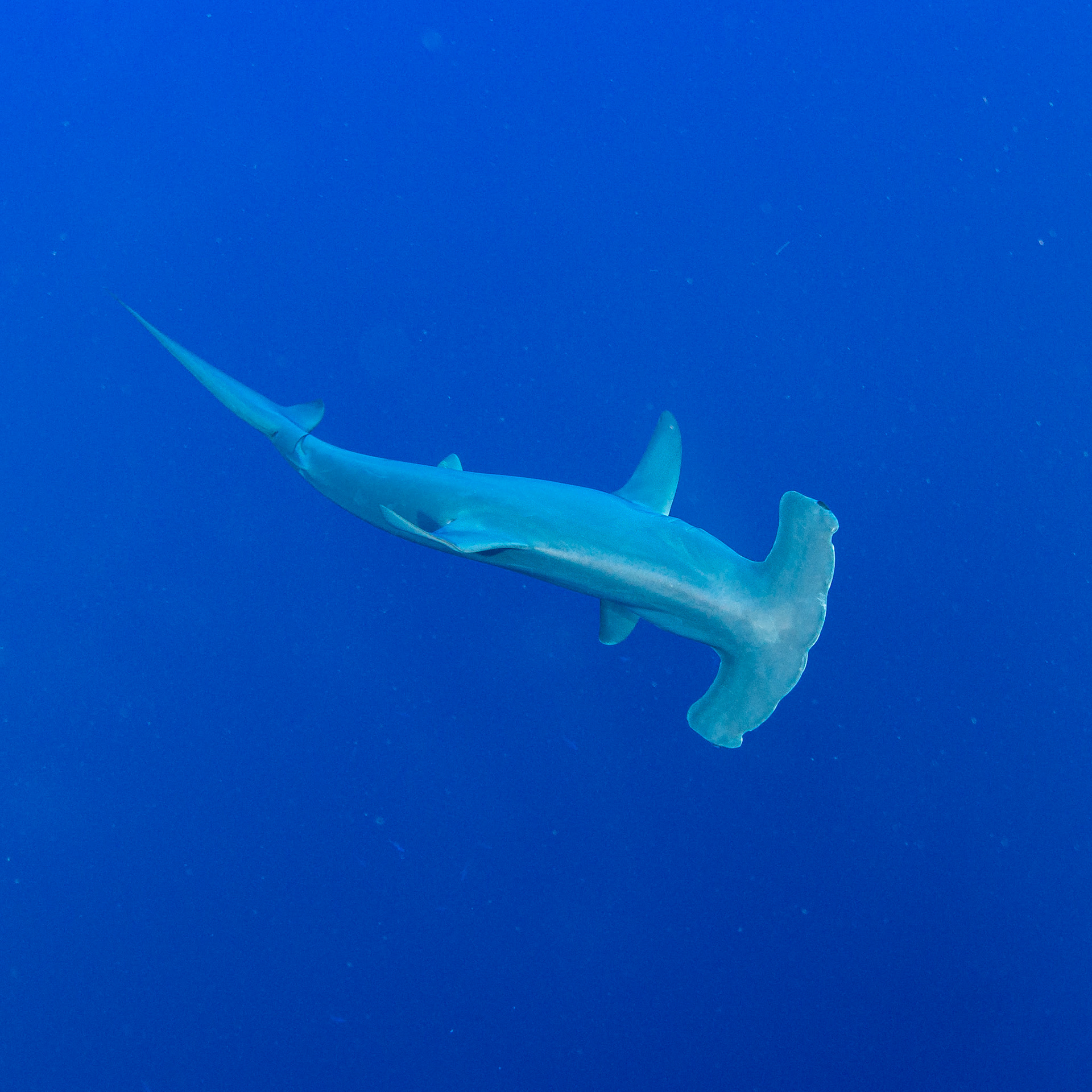 Sphyrna zygaena