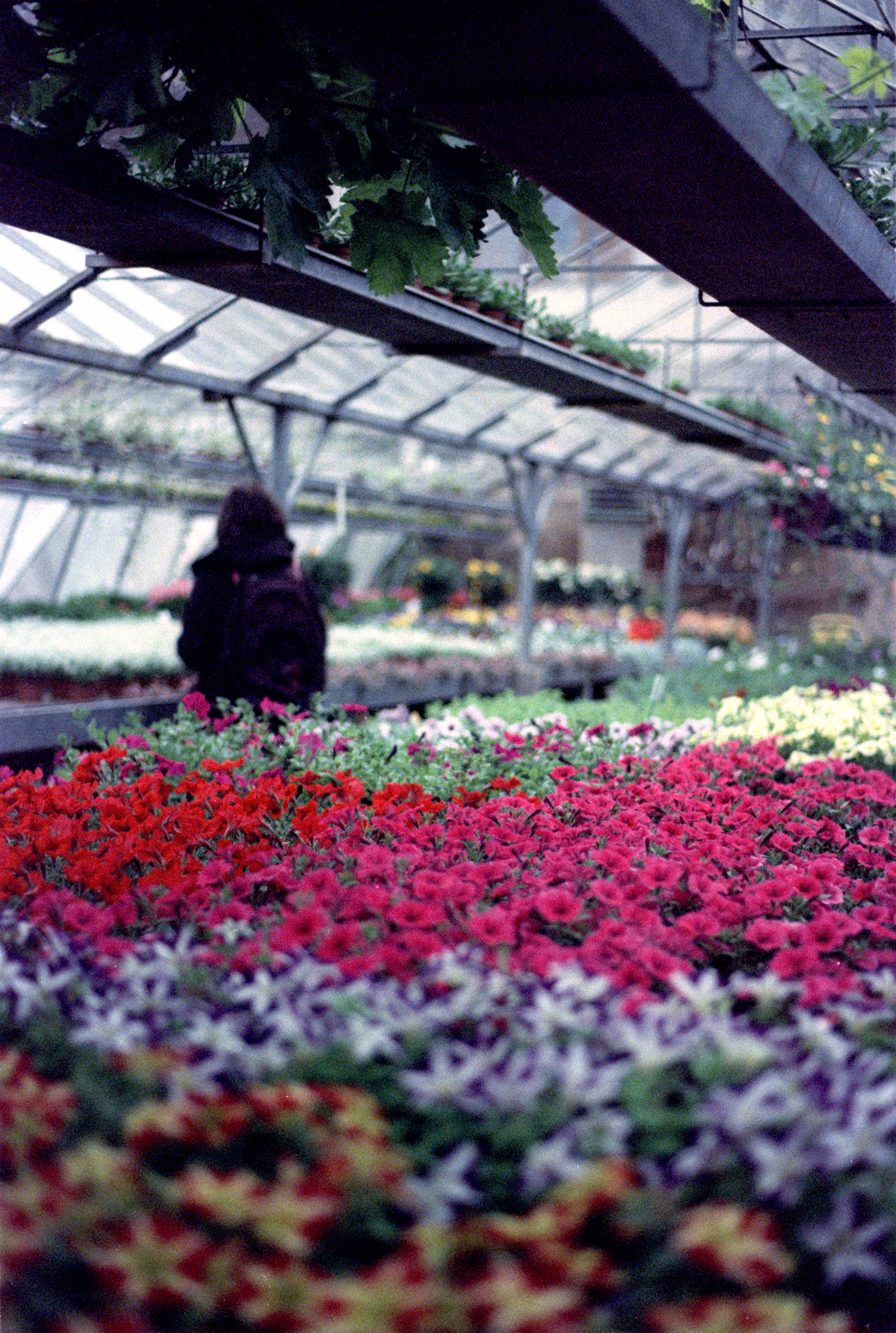 Kreuzentwicklung, abgelaufener Film, Kodak Ektachrom 100 Plus Professional