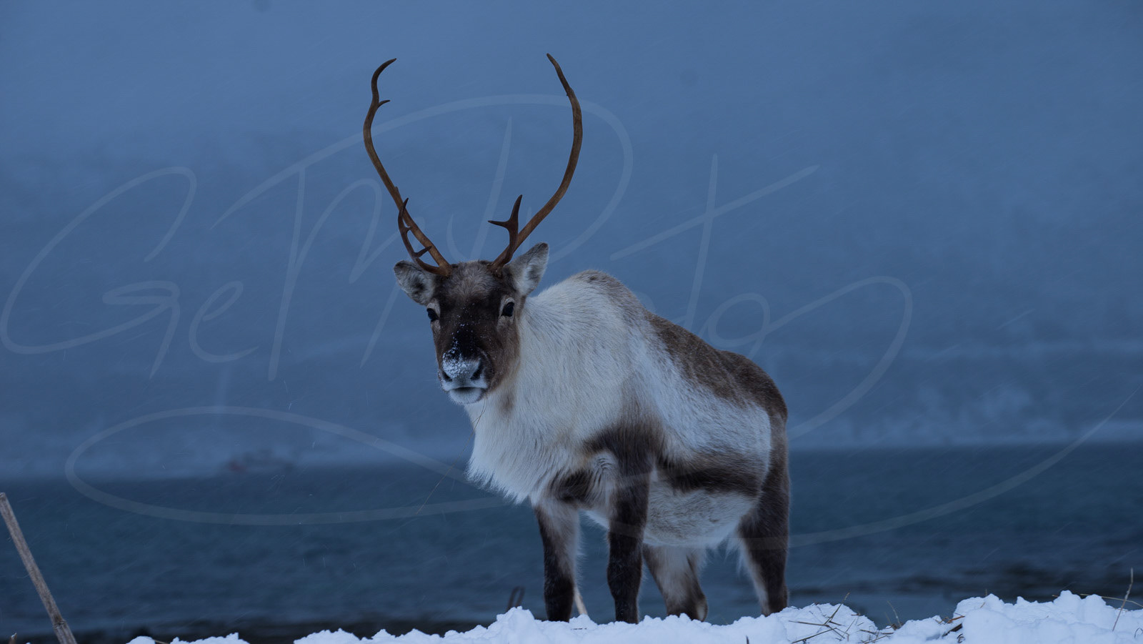 Reindeer in the north