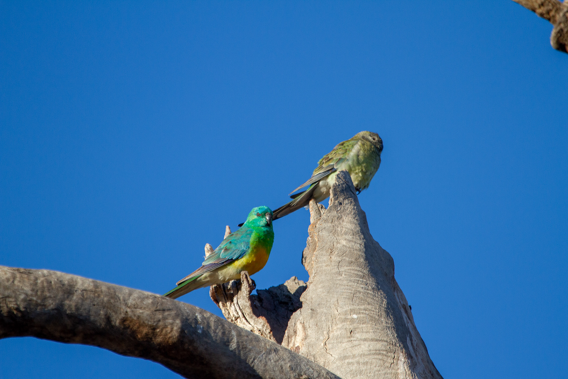 Red-rumped Parrot